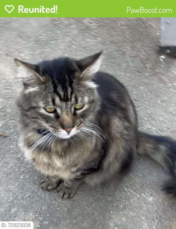 Reunited Male Cat last seen Burnt Cedar Ct. , Pine Grove, CA 95665