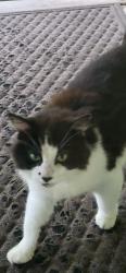 Found/Stray Unknown Cat last seen Lambert, Fairmont, WV 26554