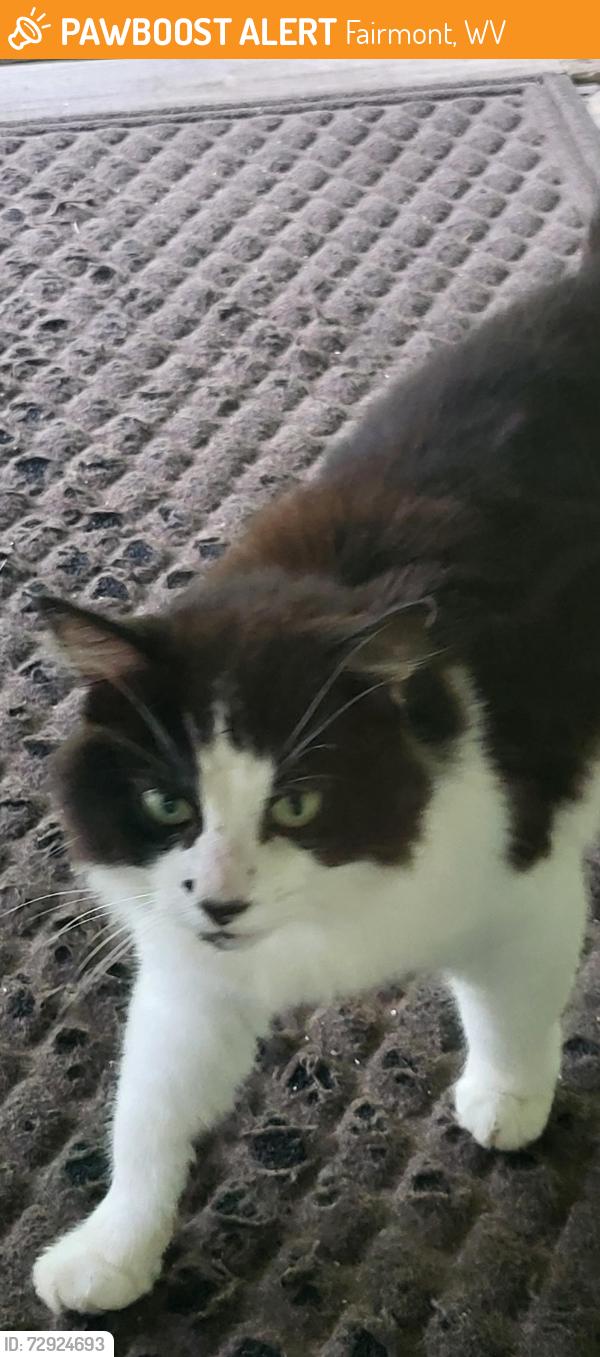 Found/Stray Unknown Cat last seen Lambert, Fairmont, WV 26554