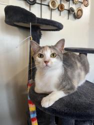Lost Female Cat last seen colorado, 70th, Brooklyn Park, MN 55428