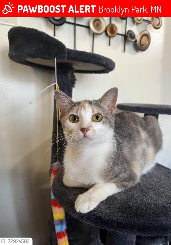 Lost Female Cat last seen colorado, 70th, Brooklyn Park, MN 55428