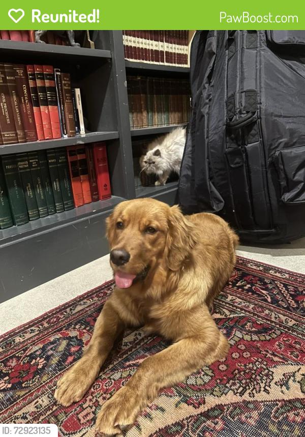 Reunited Female Dog last seen north new Braunfels, San Antonio, TX 78209
