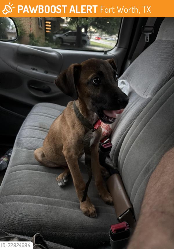 Found/Stray Male Dog last seen Hemphill, Fort Worth, TX 76110
