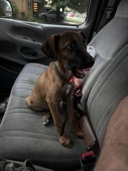 Found/Stray Male Dog last seen Hemphill, Fort Worth, TX 76110