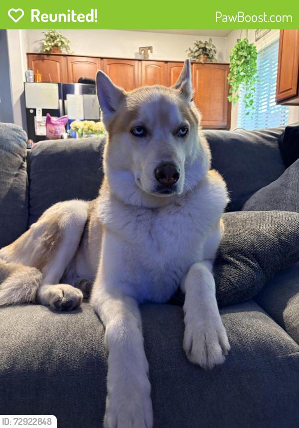 Reunited Male Dog last seen Vanwagenen and major , Henderson, NV 89015
