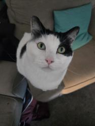 Reunited Male Cat last seen Loring Park, Minneapolis, MN 55403