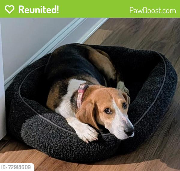 Reunited Female Dog last seen Crystal Springs subdivision - McGee's Crossroads , Benson, NC 27504