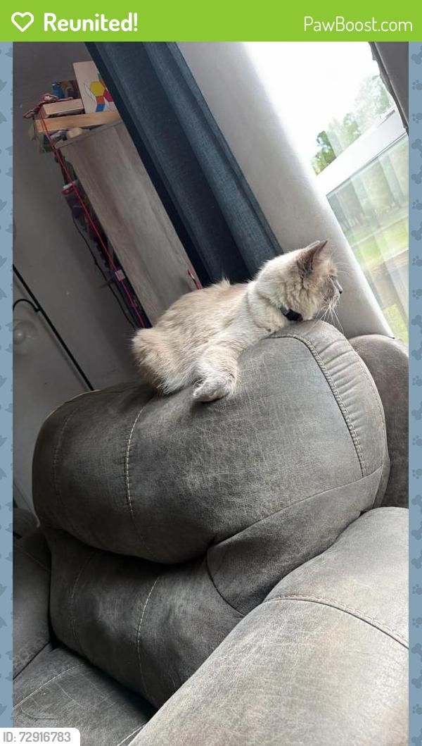 Reunited Female Cat last seen Eldorado ests , Lecanto, FL 34461