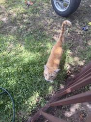 Found/Stray Male Cat last seen Guthrie and Dovemeadow, Garland Texas 75043, Garland, TX 75043
