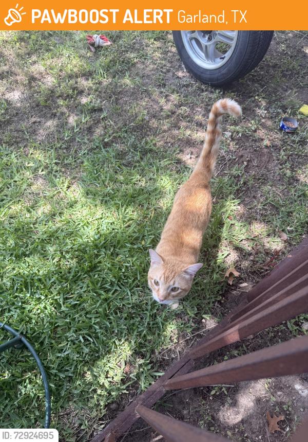 Found/Stray Male Cat last seen Guthrie and Dovemeadow, Garland Texas 75043, Garland, TX 75043