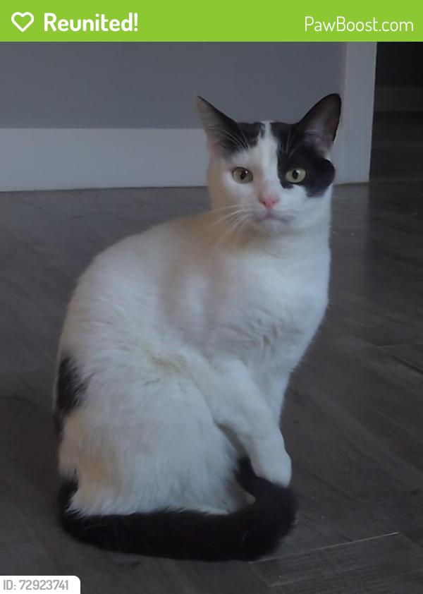Reunited Male Cat last seen W 14th St and N E Street near the McDonald's Museum , San Bernardino, CA 92405