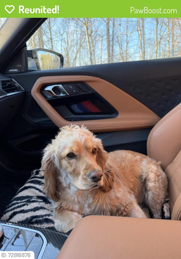 Reunited Male Dog last seen paoli pike CVS, West Chester, PA 19380