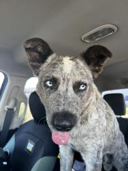 Found/Stray Male Dog last seen 35th ave buckeye rd phx , Phoenix, AZ 85009