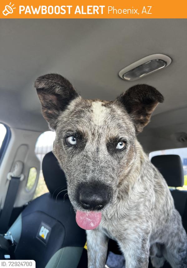 Found/Stray Male Dog last seen 35th ave buckeye rd phx , Phoenix, AZ 85009