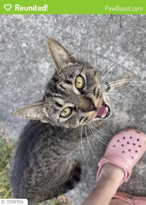 Reunited Female Cat last seen Williard Oaks (Williard Drive and 150), Oak Ridge, NC 27310