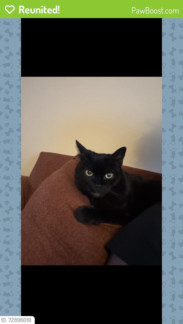 Reunited Female Cat last seen apmts , Charlotte, NC 28205