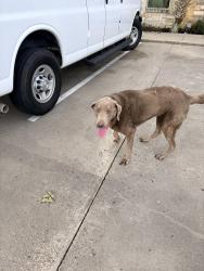 Found/Stray Male Dog last seen Happy hollow st, Alvin, TX 77511