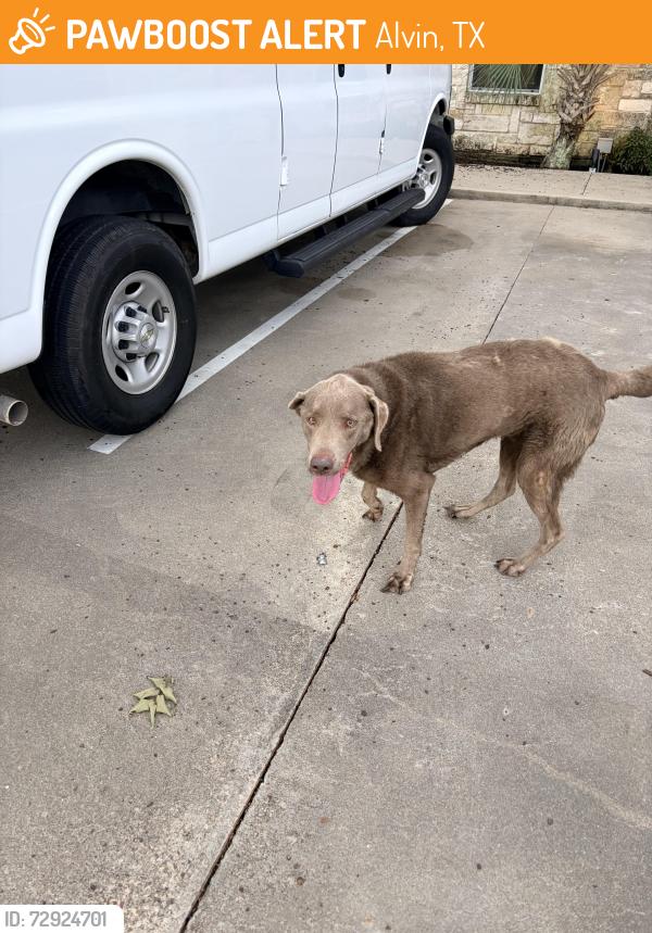 Found/Stray Male Dog last seen Happy hollow st, Alvin, TX 77511