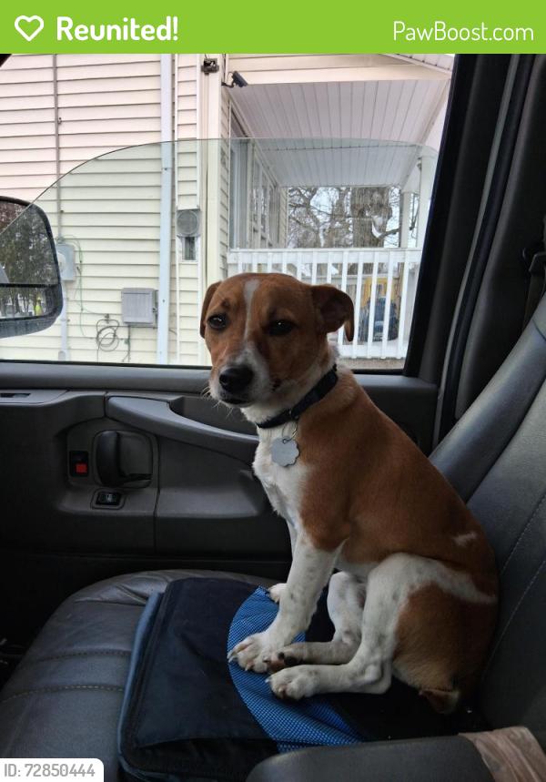 Reunited Male Dog last seen Somewhere between horst and the paintball place, New Waterford, OH 44445