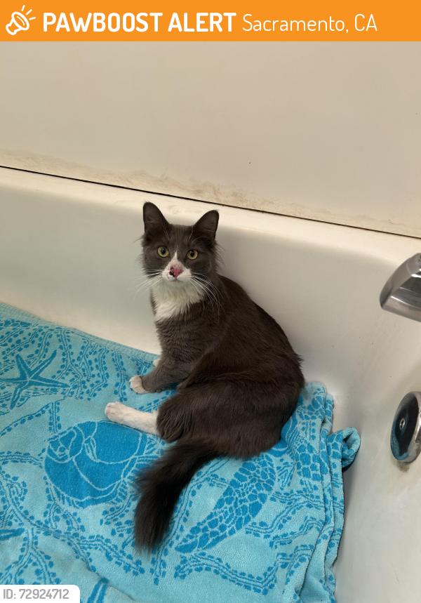 Found/Stray Female Cat last seen On I-5 on ramp in Sacramento , Sacramento, CA 95833
