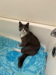 Found/Stray Female Cat last seen On I-5 on ramp in Sacramento , Sacramento, CA 95833
