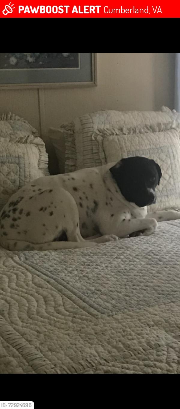 Lost Male Dog last seen Near Beagle Lane Cumberland, Vs 23040, Cumberland, VA 23040