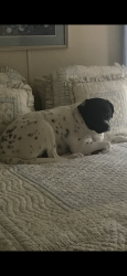 Lost Male Dog last seen Near Beagle Lane Cumberland, Vs 23040, Cumberland, VA 23040