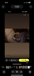 Lost Female Dog last seen Near west pinhook rd lot 36 , Lafayette, LA 70508