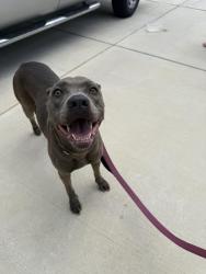 Found/Stray Female Dog last seen BROOKSTONE creek, San Antonio, TX 78266