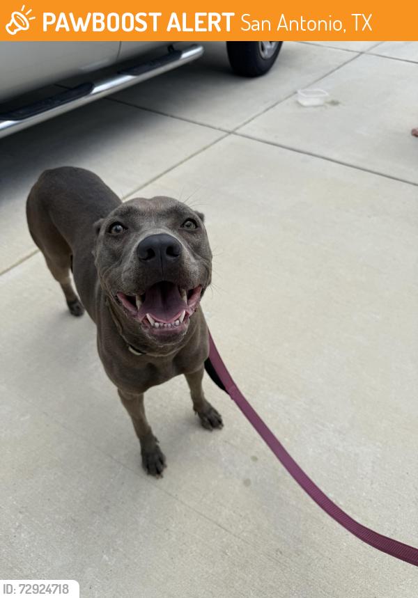 Found/Stray Female Dog last seen BROOKSTONE creek, San Antonio, TX 78266