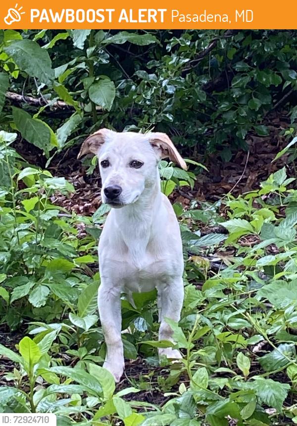 Found/Stray Male Dog last seen Tick Neck Road, Pasadena, MD 21122
