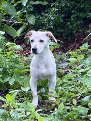 Found/Stray Male Dog last seen Tick Neck Road, Pasadena, MD 21122