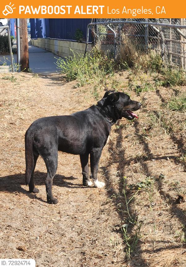 Found/Stray Male Dog last seen Stonehurst by East Valley Feed and Tack, Los Angeles, CA 91352