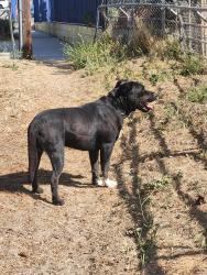 Found/Stray Male Dog last seen Stonehurst by East Valley Feed and Tack, Los Angeles, CA 91352