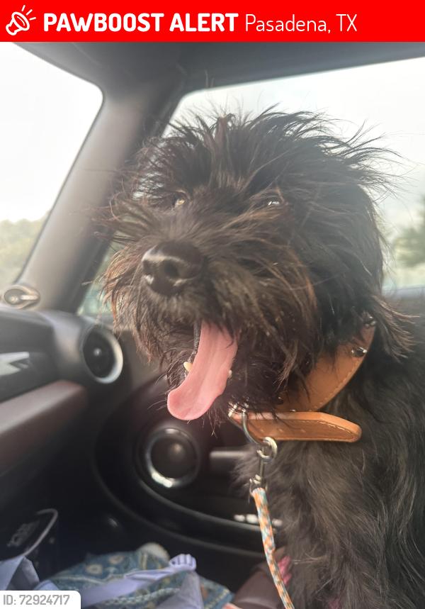 Lost Male Dog last seen allendale , Pasadena, TX 77502
