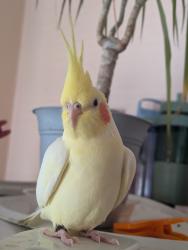 Lost Female Bird last seen Hawthorne Street Cranford NJ , Cranford, NJ 07016