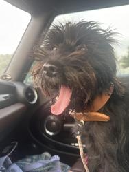 Lost Male Dog last seen allendale , Pasadena, TX 77502