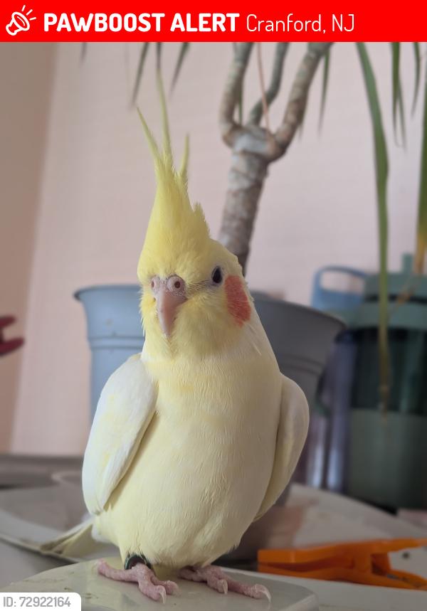 Lost Female Bird last seen Hawthorne Street Cranford NJ , Cranford, NJ 07016