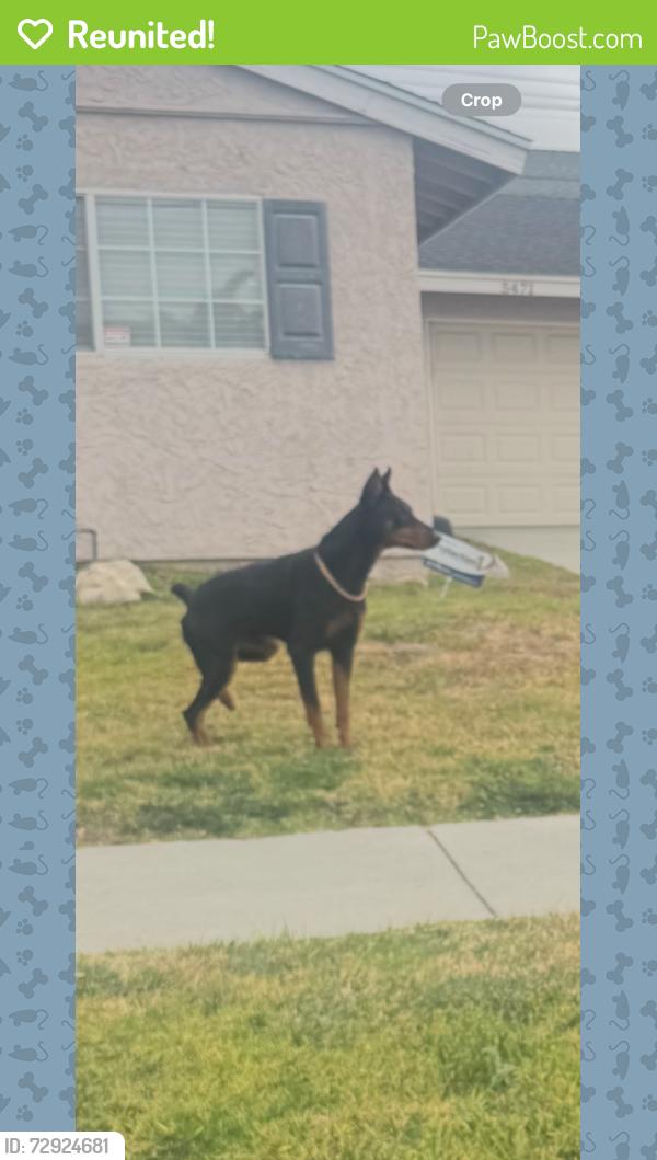 Reunited Male Dog last seen Near Belle Ave, Cypress, CA 90630, USA, Cypress, CA 90630