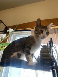 Lost Female Cat last seen Des Plaines River, River Grove, IL 60171