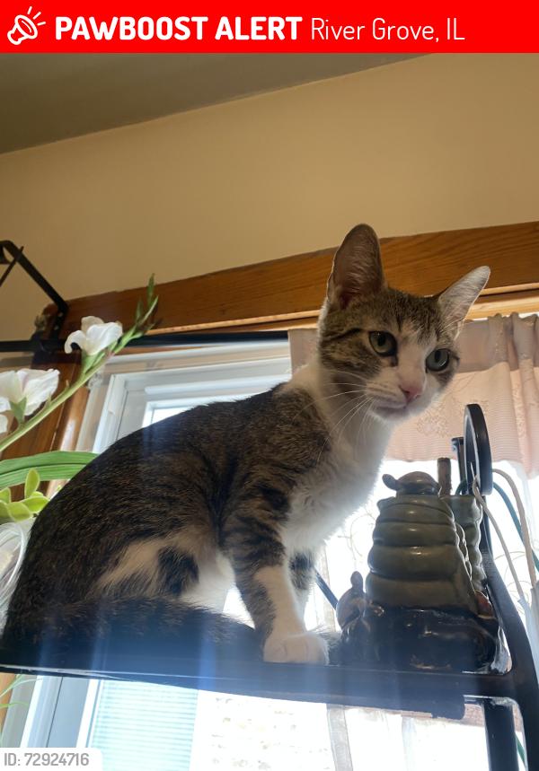 Lost Female Cat last seen Des Plaines River, River Grove, IL 60171