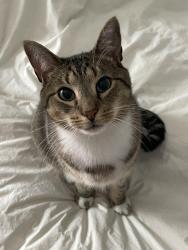 Lost Male Cat last seen Camac and Moyamensing , Philadelphia, PA 19148
