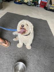 Reunited Unknown Dog last seen Bonnet Dr in Robbers Roost North Myrtle Beach, North Myrtle Beach, SC 29582