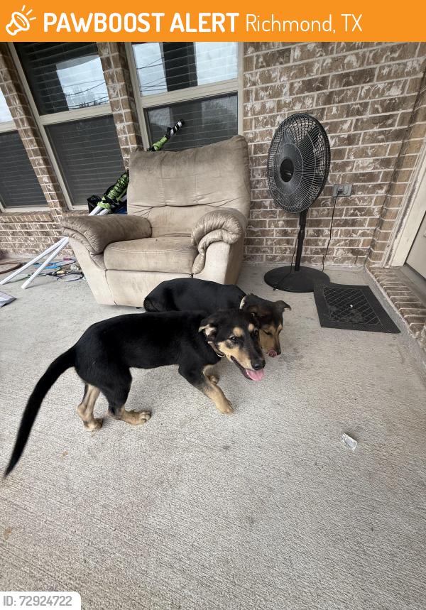 Found/Stray Male Dog last seen In front of my home, Richmond, TX 77407