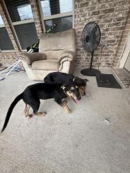 Found/Stray Male Dog last seen In front of my home, Richmond, TX 77407