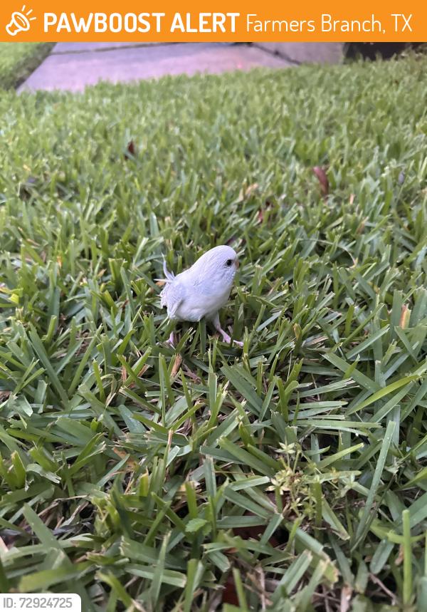 Found/Stray Unknown Bird last seen Chapel Hill Elementary, Farmers Branch, TX 75234