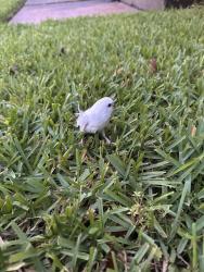 Found/Stray Unknown Bird last seen Chapel Hill Elementary, Farmers Branch, TX 75234