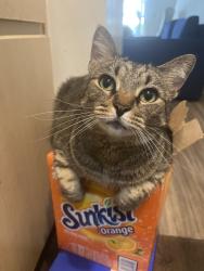 Lost Female Cat last seen Hilliard palace apmts , Hilliard, OH 43026