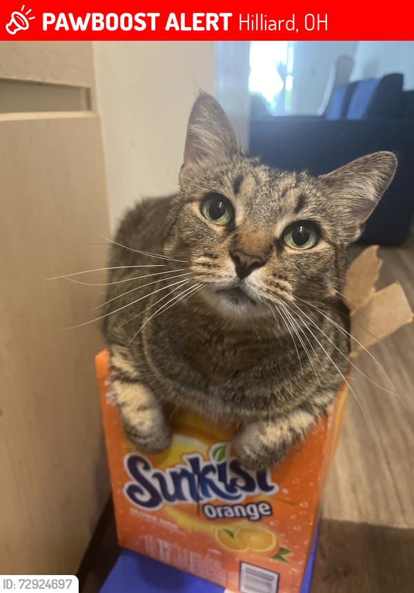 Lost Female Cat last seen Hilliard palace apmts, Hilliard, OH 43026