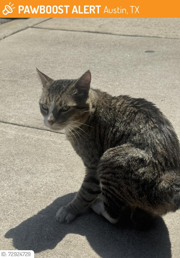 Found/Stray Unknown Cat last seen South congress and slaughter , Austin, TX 78745